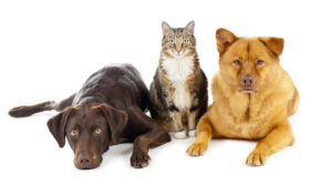 Dog, cat and dog sitting facing forward