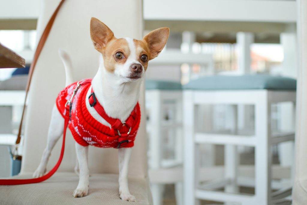 Small brown and white dog wearing a sweater 